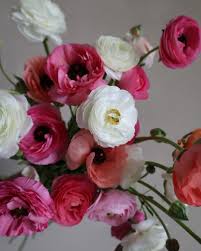 Image result for Ranunculus raeae