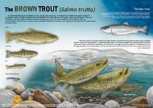 Two trout coloring page from trouts category. Brown Trout Wikipedia