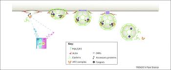 In pinocytosis or cellular drinking, the cell engulfs drops of fluid by pinching in and forming vesicles that are smaller than the phagosomes formed in phagocytosis. Endocytosis And Its Regulation In Plants Trends In Plant Science