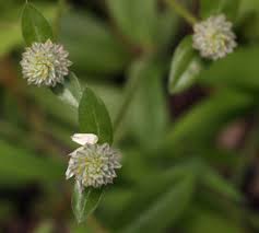Image result for Gomphrena celosioides