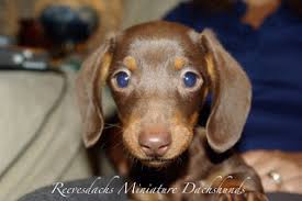 I have these three gorgeous smoothcoat mini dachshund puppies for sale, d.o.b 14/3/21. Reevesdachs Miniature Dachshunds