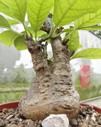 Image result for Fockea multiflora