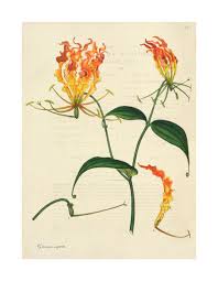 Image result for Gloriosa superba