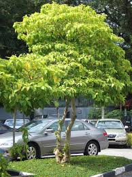 Image result for Pisonia