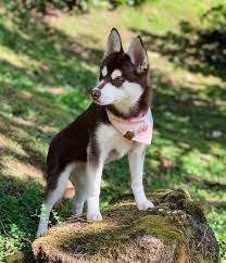 Alaskan Klee Kai Breed Guide Size Temperament More