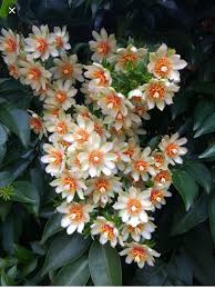 Image result for Pereskia aculeata