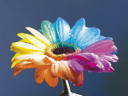 Trova e scarica risorse grafiche gratuite per fiore. Fiori A 2 Colori Focus Junior