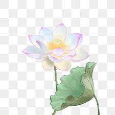 Lotus Lotus Painting Flower Bird Purple Backgrounds