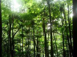 Foret De Fougeres Arborescentes Bouillante Guadeloupe Tree Trunk Tree Plants