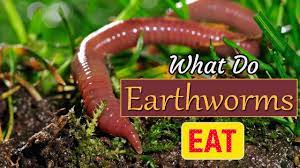 How to feed worms in garden. What Do Earthworms Eat How Do Earthworms Help The Soil Youtube