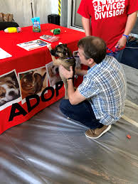 Interested in adopting from chicago french bulldog ~nibbles~french bulldog available for adoption in illinois Quigley Statement On French Bulldog Puppies Rescue Success Congressman Mike Quigley