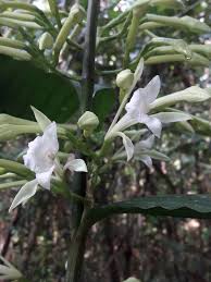 Image result for Corymborkis