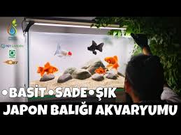 Pet Shoptan Ozel Tur Japon Baliklarini Topladim Akvaryum Baliklari Youtube