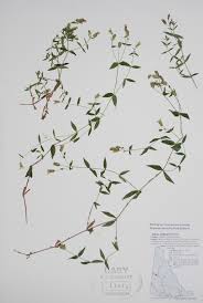 Image result for Silene burchellii