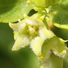 Image result for Vincetoxicum cernuum