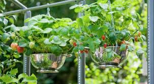 Istrinya hobi berkebun, mereka pun memanfaatkan balkon untuk bercocok tanam. Menciptakan Kebun Di Tengah Kota Okezone Economy