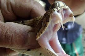 Snake venom is the world's strongest beer as of 24 october 2013, coming in at 67.5%. How Snake Venom Works