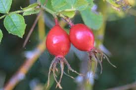 Image result for Cissus rubiginosa