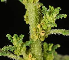 Image result for Dysphania pumilio