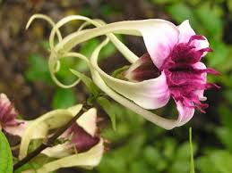 Image result for Strophanthus kombe
