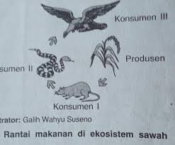 Maybe you would like to learn more about one of these? Urutan Rantai Makanan Yang Terdapat Pada Ekosistem Sawah Yaitu Brainly Co Id