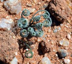 Image result for Gethyllis