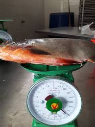 I know the fish is long eaten or thrown away by now, but since the question is still open i'll post. Frozen Fish Exporter On Twitter Offer Frozen Red Pomfret Farm In Vietnam Size 300 500 500 1000 Very Good Quality Good Price Whatsapp 84968143550 Wechat Andrewbientay Fisheries Frozenfish Pomfret Redpomfret Aquaculture