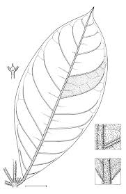 Image result for Rothmannia whitfieldii