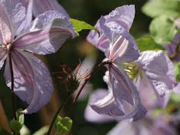 Check spelling or type a new query. Clematis Prince Charles Clematis Viticella Prince Charles Baumschule Horstmann