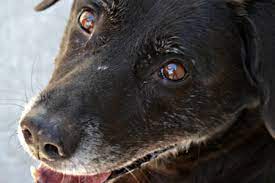 Search for dogs for adoption at shelters near kansas city, mo. Animal Adoption City Of Olathe