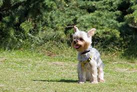 How to potty train your dog. How To Potty Train A Yorkie Is It Really As Hard As People Say How To Train Your Dog