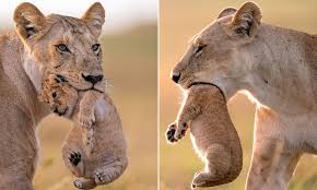 Blake moynes crashed katie thurston's season of the bachelorette for his third attempt at finding love on the show. Mother Lion Appears To Swallow Her Cub Up To Its Neck In Optical Illusion Daily Mail Online