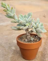 The difference here is that the tips and margins of the leaves have a deep red color, meaning the leaves are both green and red. Echeveria Pulvinata Frosty Kakteen Shop
