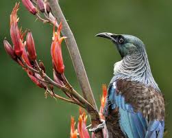 Birds That Start With The Letter T Pin By The Art In Carter On Art Inspiration Animals Animal Photography Tui