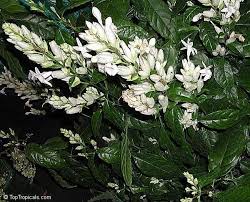 Image result for Whitfieldia brazzae