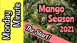 Check spelling or type a new query. Monday Minute The Start Of Mango Season 2021 Youtube