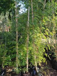 Image result for Acacia afra