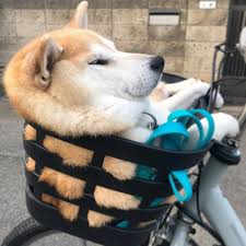 Simple image resizer is free online picture resizer. 31 Much Doge So Amaze Stop Judge Wow Ideas Doge Doge Meme Shibe Doge