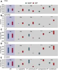 Image result for Crepidorhopalon rupestris