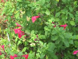 Deer eat acorns in the wild, so acorns are a safe supplemental food. Plants Hill Country Texas Master Gardeners