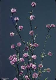 Image result for Acacia schweinfurthii