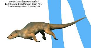 Image result for Pentarhopalopilia