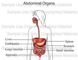 Abdominal Organs Human Anatomy Drawing Dr Magda Bayoumi Flickr