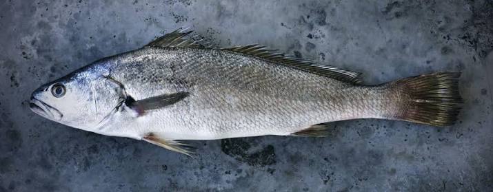 Mulloway-188