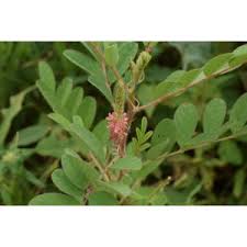 Image result for Indigofera astragalina