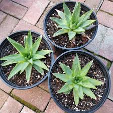 Image result for Aloe plowesii