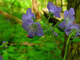 We did not find results for: 5 Best Hikes For Wildflowers Around Atlanta