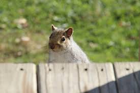 The New St. Johnsville New York