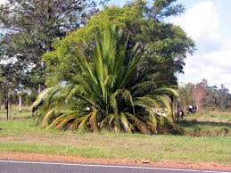 Image result for Macrozamia johnsonii