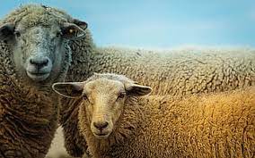 Free sheep stock video footage licensed under creative commons, open source, and more! Royalty Free Face Sheep Photos Free Download Pxfuel